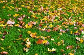 autumn season leaves color grass