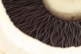 mushroom food white background