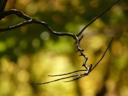 road branch tree twig forest