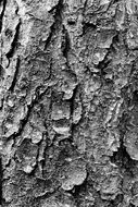 tree trunk texture bark