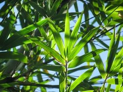 plant closeup palm leaves green