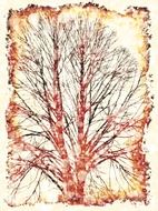 background tree kahl paper edge