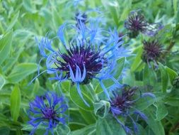 flower cornflower blue plant