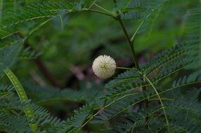 flower white plant leaf background