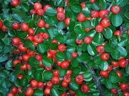 cotoneaster berries red bush