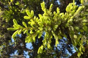 spruce fir branches in the sun