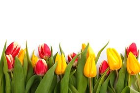 yellow and red tulips on a white background