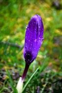 purple spring flower in water drops