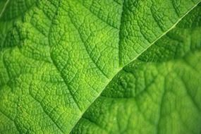 green leaf under a microscope