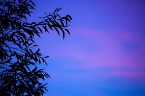 branch silhouette at dusk