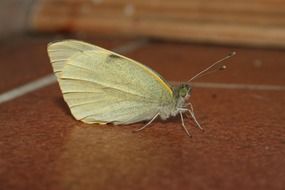 butterfly white yellow ground