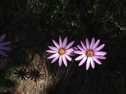 flower pink summer pretty