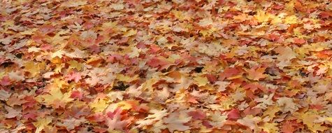 leaves autumn fall nature color