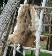 deer hide pelt native american fur