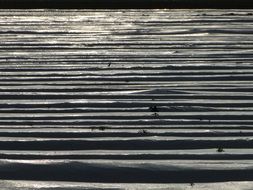 pattern asparagus field landscape