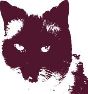 black and white portrait of a tomcat