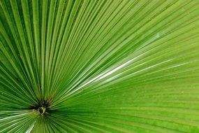 sheet green structure texture