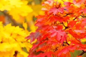 red maple foliage in autumn