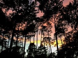 forest trees sunset golden hour