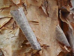 birch bark tree nature white