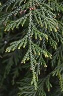 green twig tree background