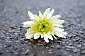 flower macro background roads