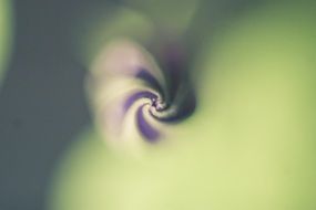 nature sprial E2 80 B2 macro flowers