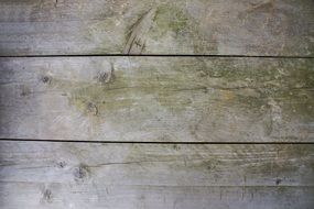 wood structure year circles