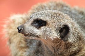 meerkat portrait animal wild beast