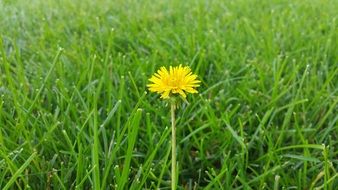 One dandelion on lawn