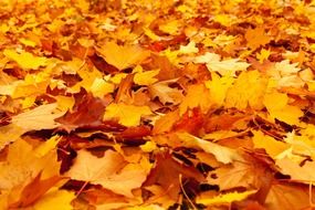 background with golden maple leave