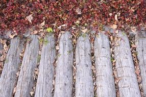 wood bridge autumn leaves