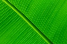 nature pattern green color leaf macro