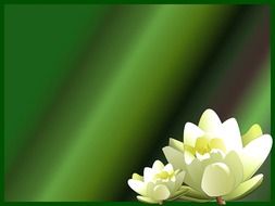 water lily flower background lotus