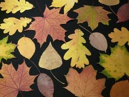 oak leaves, maple, poplar, beech on a black background