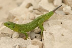 green lizards reptilian reptiles