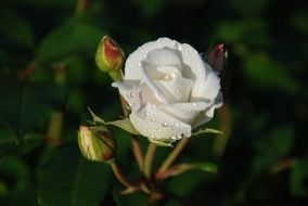 flower nature white bloom