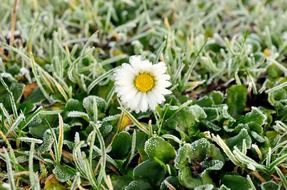 frozen little flower, winter season