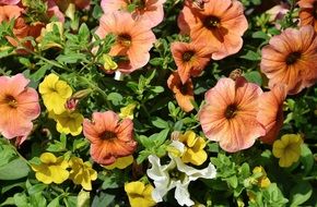 flowers in spring close-up