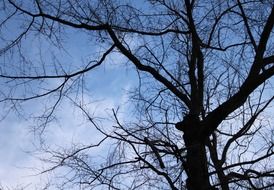 trees branches silhouette top dark