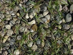 gravel texture grass rocks stone