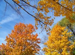 autumn trees leaves yellow fall