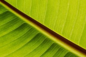 background with plant leaf