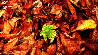 leaves autumn fall orange red