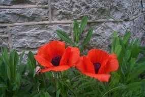 poppies red flowers green plants