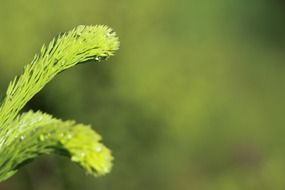 background branch close up conifer