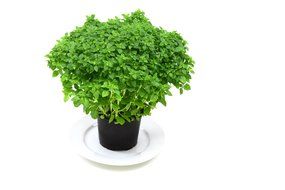 aroma aromatic background basil