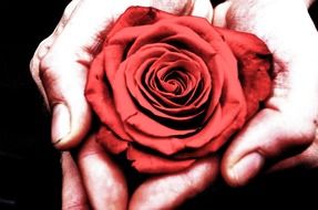 red rose in human hands