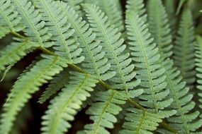 fern green garden nature leaf