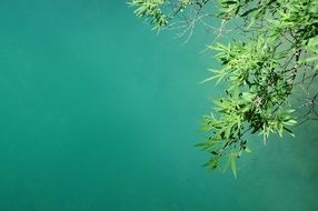 leaves lake plant branches green